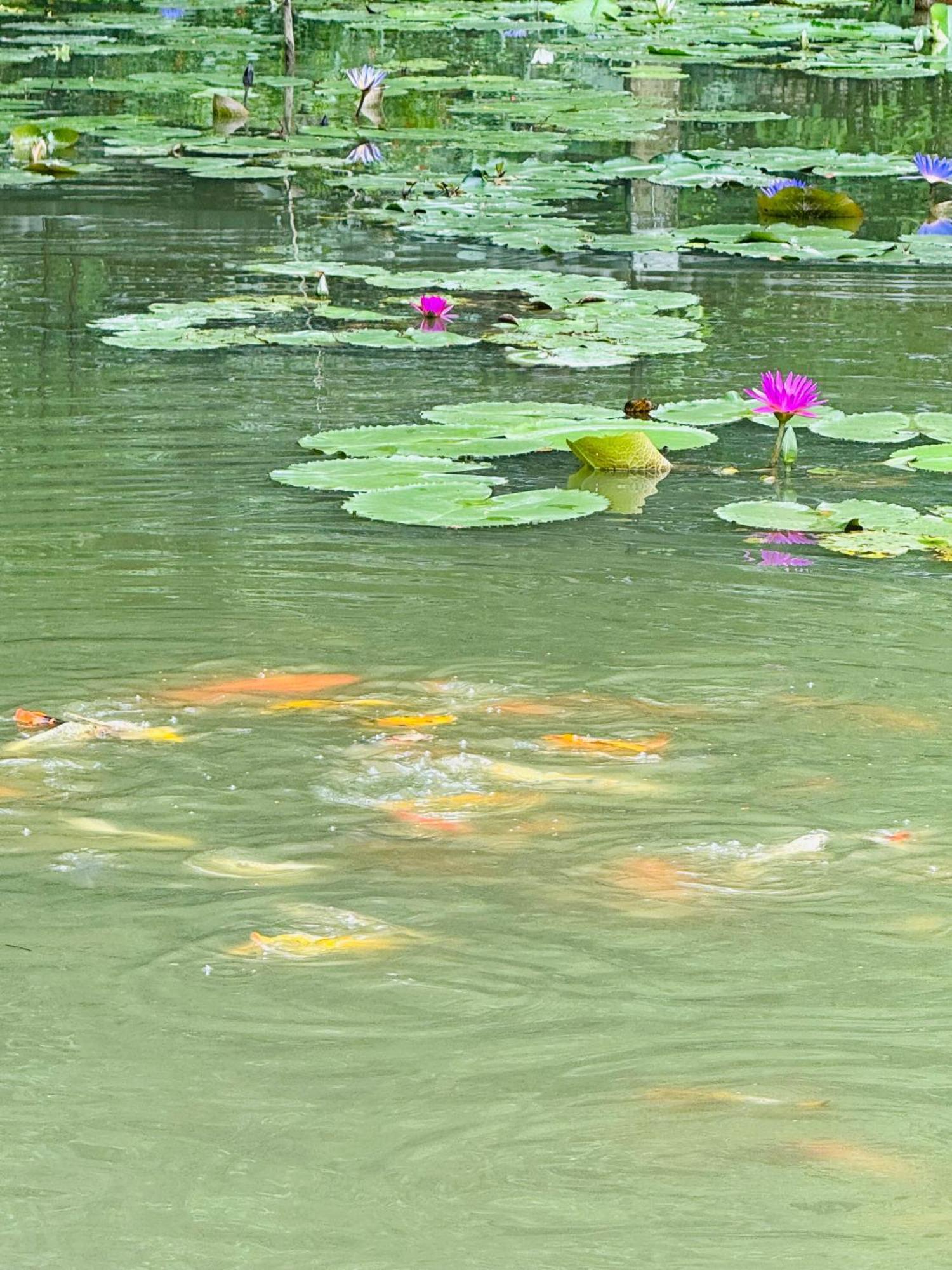 Green Valley Homestay - Thung Lung Xanh Nguyen Ngoai Dış mekan fotoğraf